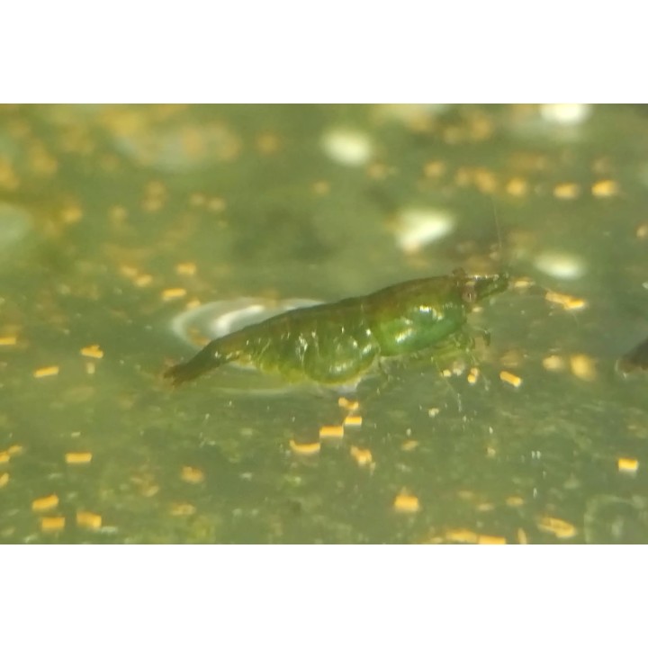 Neocaridina Green Jade – crevette verte d'aquarium