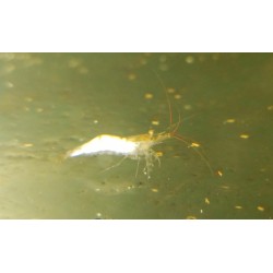 copy of copy of Crevette davidi Red Cherry 1.5cm