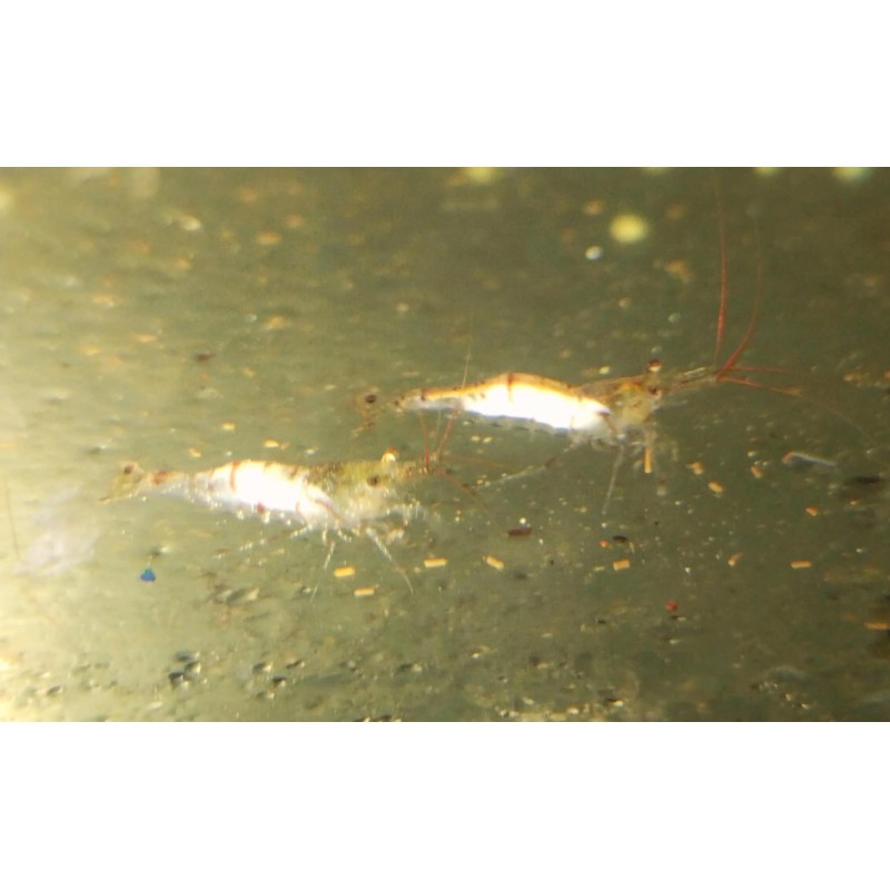 copy of copy of Crevette davidi Red Cherry 1.5cm