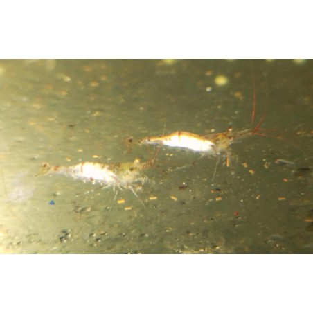 copy of copy of Crevette davidi Red Cherry 1.5cm