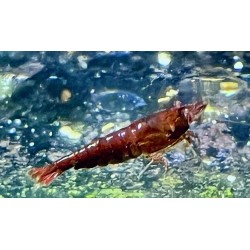 caridina davidi heteropoda chocolat, crevette brune Nano aquarium