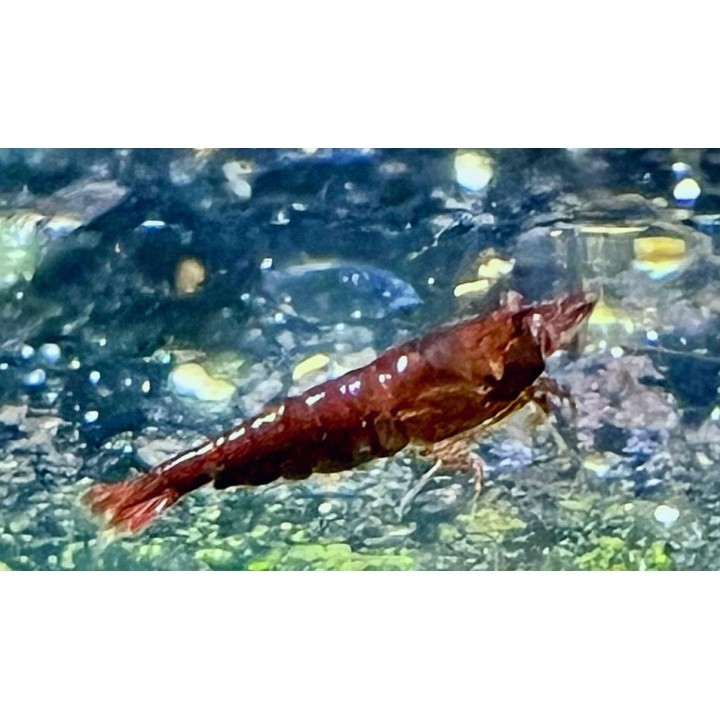 Chocolate Shrimp – Neocaridina davidi | NeoTropic