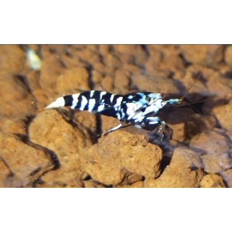 Caridina fancy black tiger cantonensis, crevette Nano aquarium
