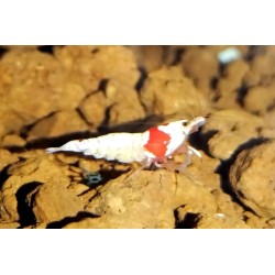 Caridina Red Mosura cantonensis cantonensis, crevette Nano aquarium