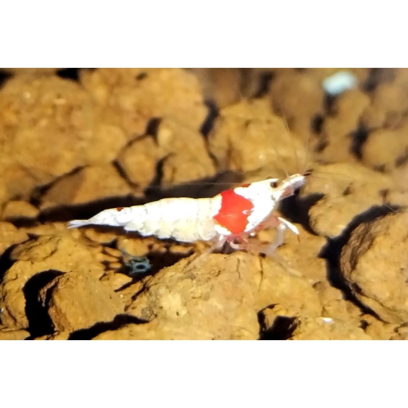 Caridina Red Mosura cantonensis cantonensis, crevette Nano aquarium