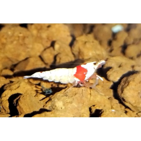 Caridina Red Mosura cantonensis cantonensis, crevette Nano aquarium