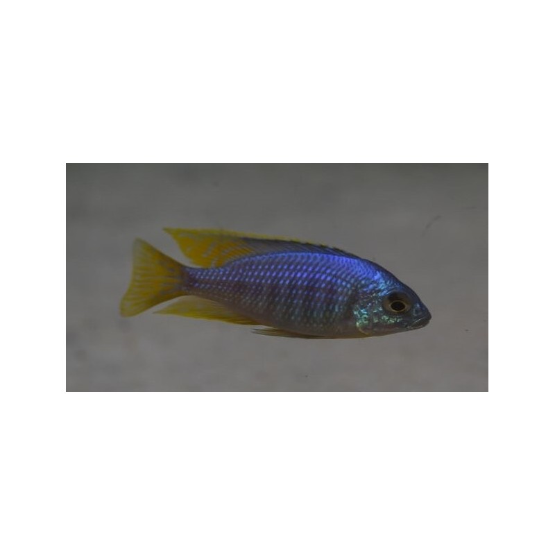 copy of Placidochromis sp.electra blue Hongi Island