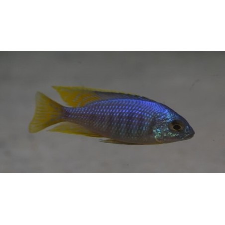 Placidochromis sp.jalo Jalo Reef. Elevage France Cichlidés