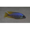 Placidochromis sp.jalo Jalo Reef. Elevage France Cichlidés