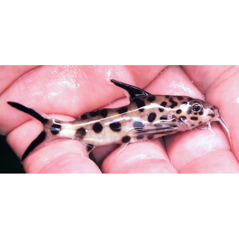 Synodontis petricola (Tanganyika) Malawi