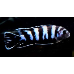 Pseudotropheus demasoni Pombo Rocks. Elevage France Cichlidés africain