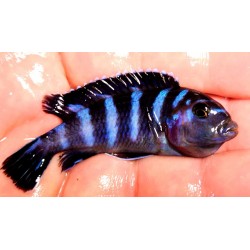 Pseudotropheus demasoni Pombo Rocks. Elevage France Cichlidés africain