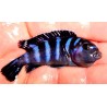 Pseudotropheus demasoni Pombo Rocks. Elevage France Cichlidés africain