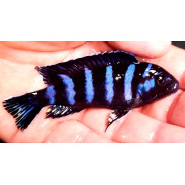 Pseudotropheus demasoni Pombo Rocks – cichlidé Malawi bleu rayé 3-4 cm