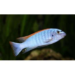 Labeotropheus trewavasae Thumbi West – cichlidé Mbuna du lac Malawi 5-7 cm