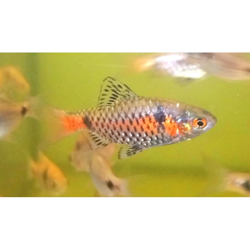 Barbu ticto odessa, élevage. poisson tropical, Magasin, VPC