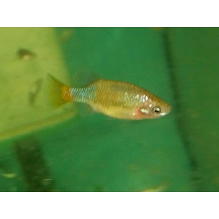 Xenotoca eiseni, poisson d'aquarium vivipare, Magasin, VPC