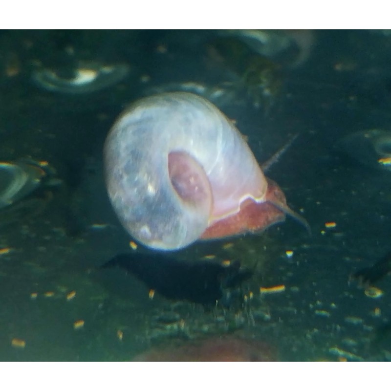 copy of copy of Crevette davidi Yellow fire Grade A 1.5-2cm lots