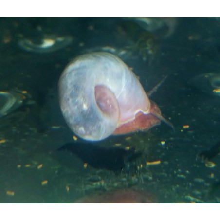 Planorbe bleu  escargot élevage tropical, Magasin, Vente en ligne