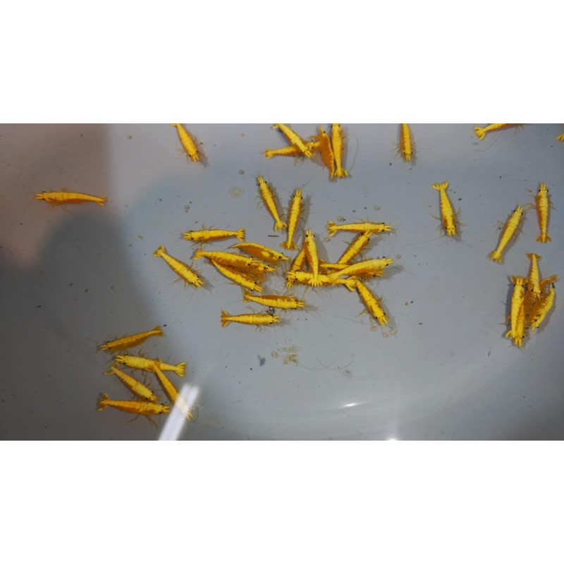 copy of Crevette davidi Yellow fire Grade A 1.5-2cm lots