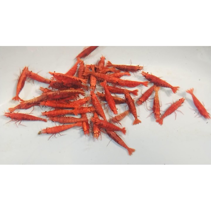 Crevettes Sakura Rouge XL – Neocaridina davidi Red Sakura