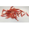 copy of Crevette davidi Sakura Red 1.5cm Lots