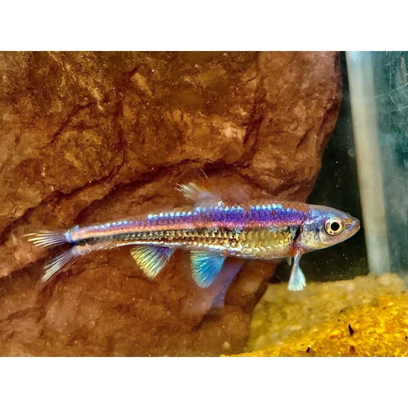 Notropis chrosomus Poisson de bassin de jardin exterieur