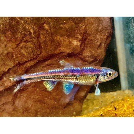 copy of Poisson jaune doré (Carassius) 6-9cm