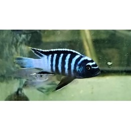 Cynotilapia zebroides Chadagha sauvage – cichlidé Mbuna rayé du lac Malawi