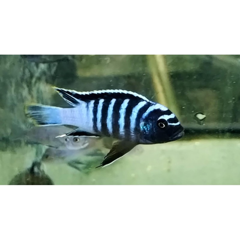Cynotilapia zebroides Mbenji Sauvage