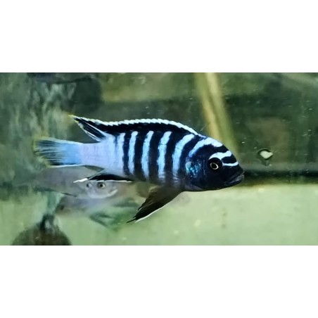 Cynotilapia zebroides Mbenji Sauvage