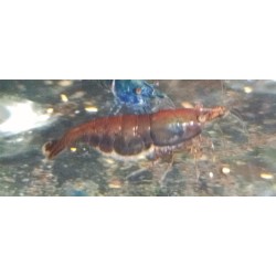 copy of copy of copy of Crevette davidi Yellow fire Grade A 1.5-2cm lots