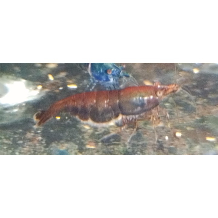 Neocaridina Chocolat – crevette marron d’aquarium