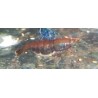 caridina davidi heteropoda chocolat, crevette brune Nano aquarium