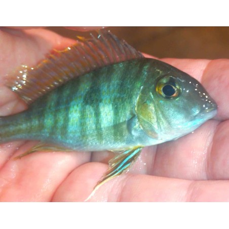 copy of Herichthys carpintis 6-8cm