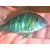copy of Herichthys carpintis 6-8cm