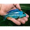Chilotilapia rhoadesi Elevage France Cichlidés africains Lac Malawi