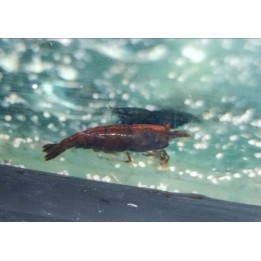 Crevette marron Chocolat – Neocaridina davidi