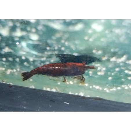 caridina davidi heteropoda chocolat, crevette brune Nano aquarium