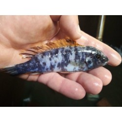 Labeotropheus trewawasae Thumbi west Mcat (avec fem O/OB) 6-9cm