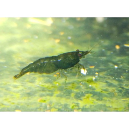 caridina davidi heteropoda green jade crevette verte Nano aquarium