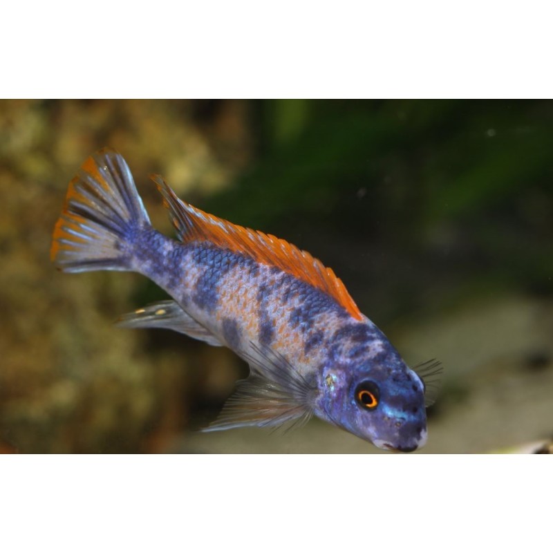 Labeotropheus trewawasae Thumbi west Mcat (avec fem O/OB) 6-9cm