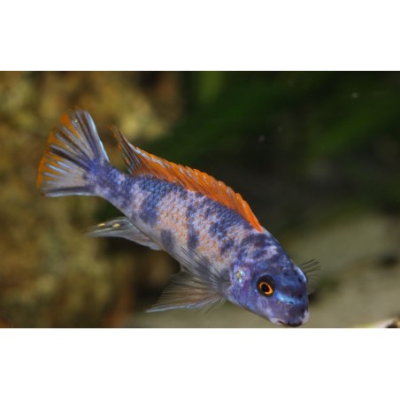 Labeotropheus trewawasae Thumbi west Mcat (avec fem O/OB) 6-9cm