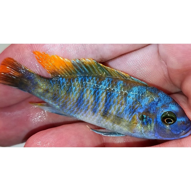 Metriaclima mbenji Mbenji Island Mcat avec femelles OB 5-7cm