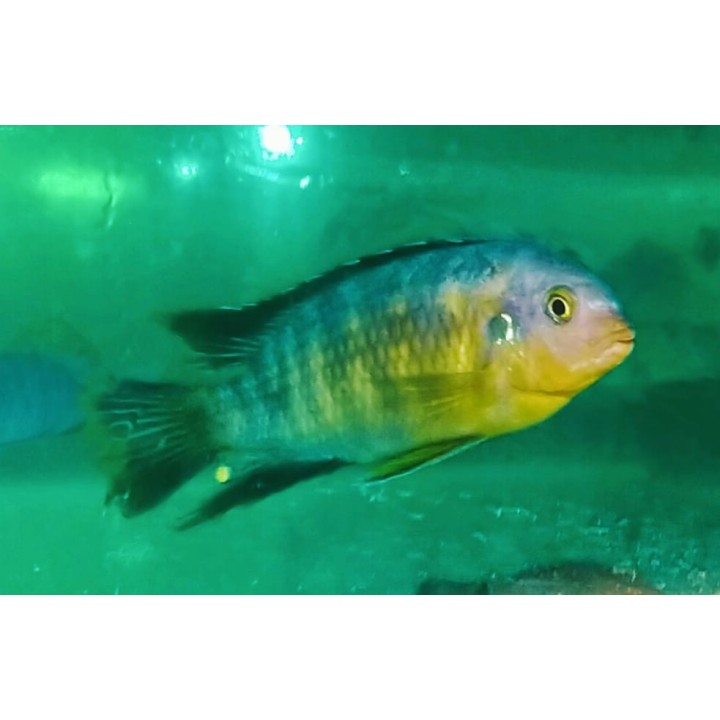 Tropheops sp. Chinyamwezi Island – cichlidé du lac Malawi
