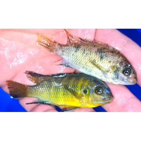 Tropheops sp.chinyamwezi Chinyamwezi Island avec fem OB F1 élevage