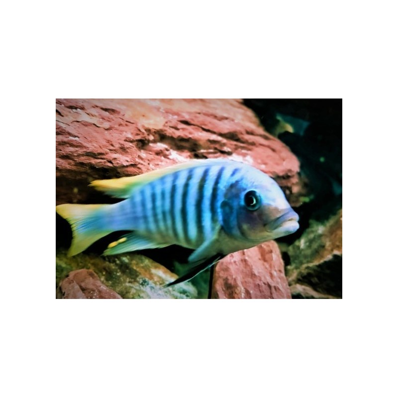 Metriaclima zebra Chiwi avec fem OB Elevage. Elevage