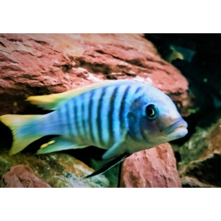 Metriaclima zebra Chiwi avec fem OB Elevage. Elevage