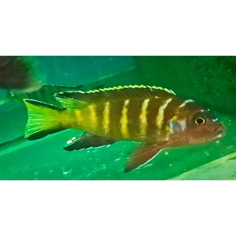 Metriaclima melissa Chitande IslandF1 6-9cm  élevage Malawi