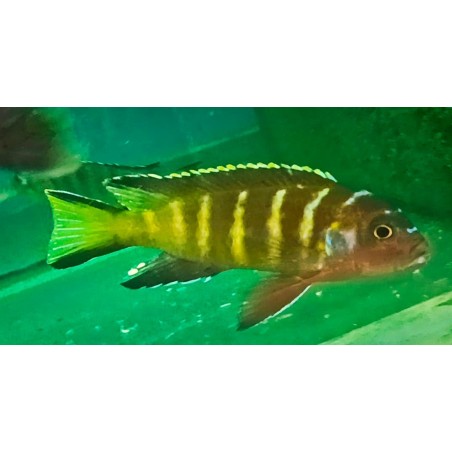 Pseudotropheus sp.elongatus chewere Chewere 5-7cm